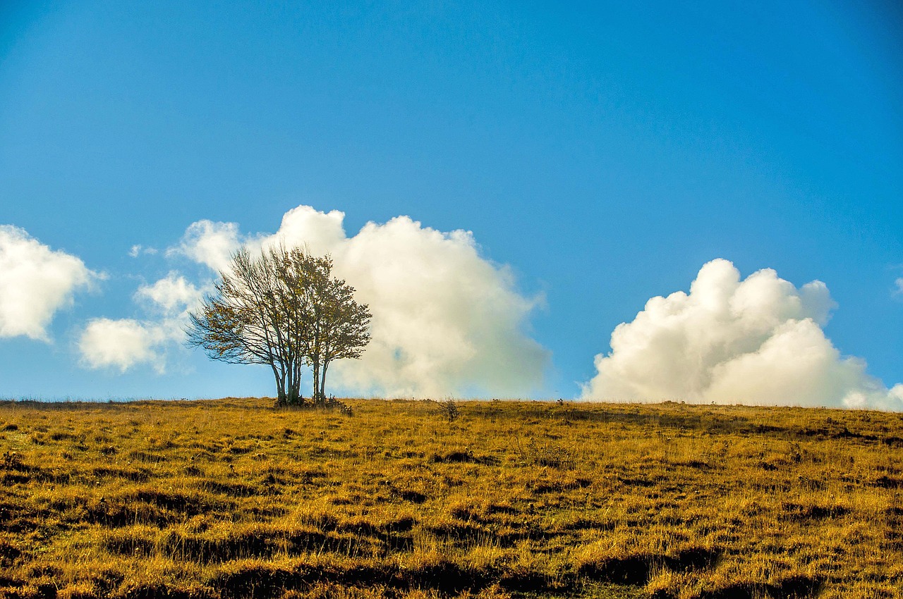 plant mountain mountain landscape free photo