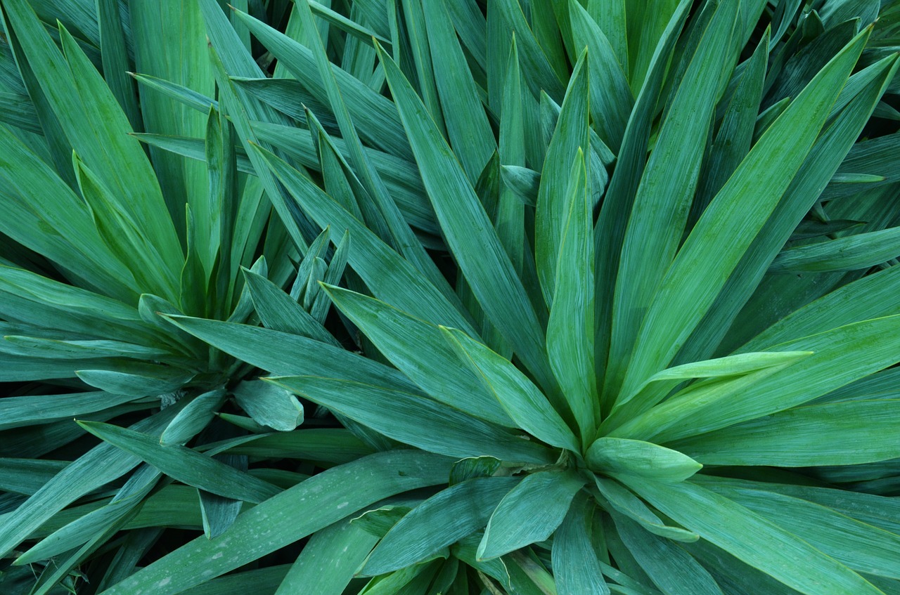 plant green the scenery free photo