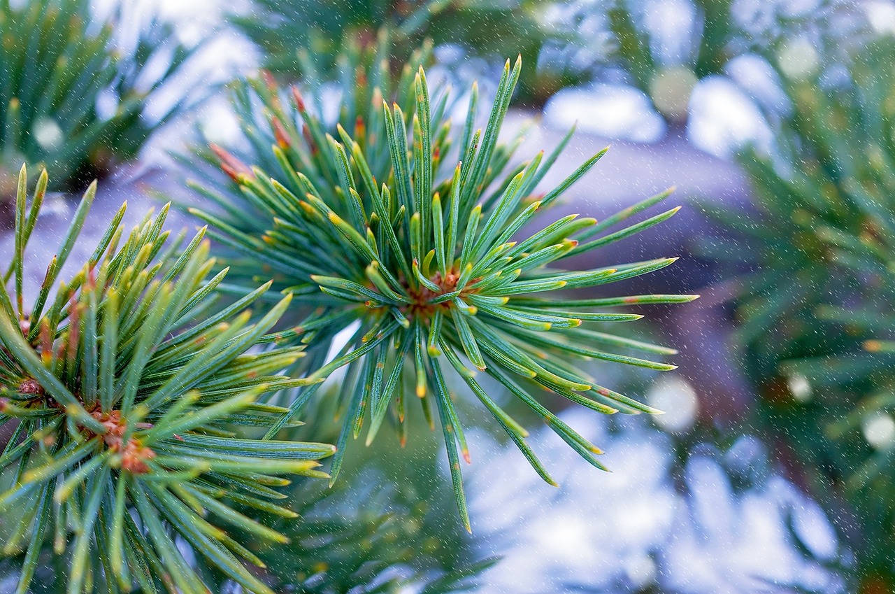 plant tree needles free photo