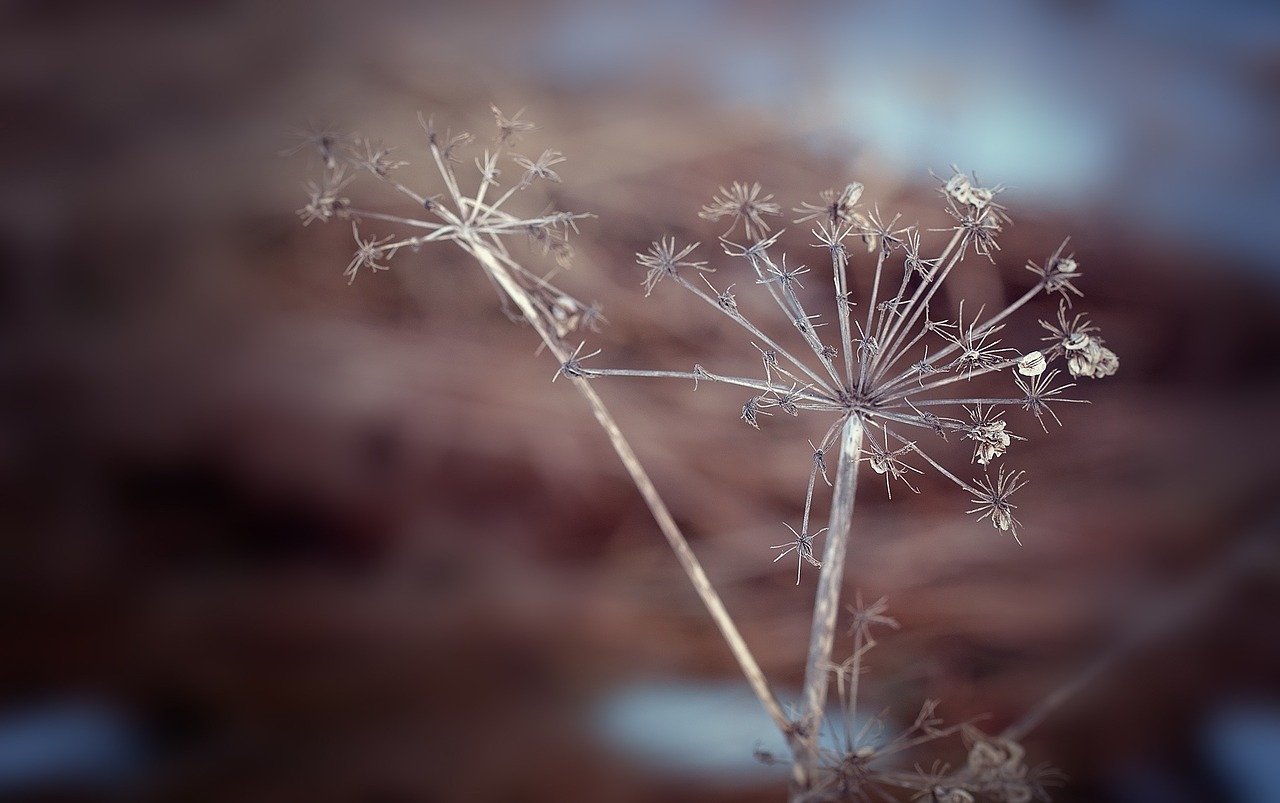 plant dry faded free photo