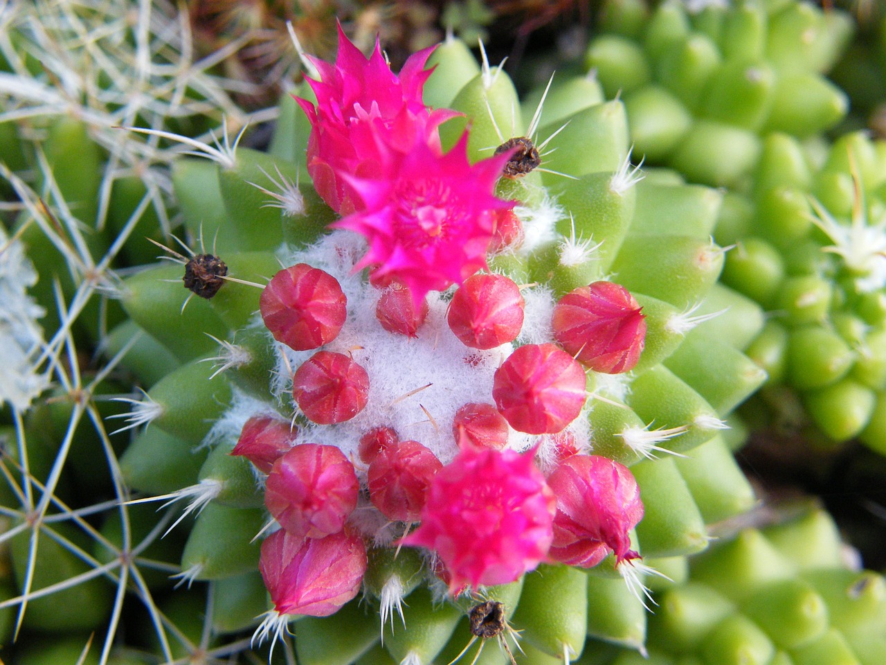 plant cactus suculent free photo