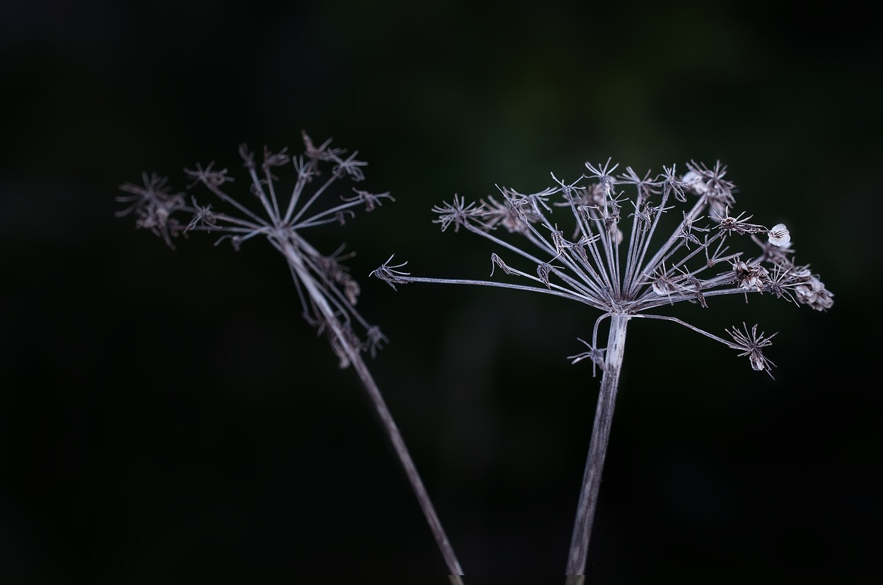 plant dry faded free photo