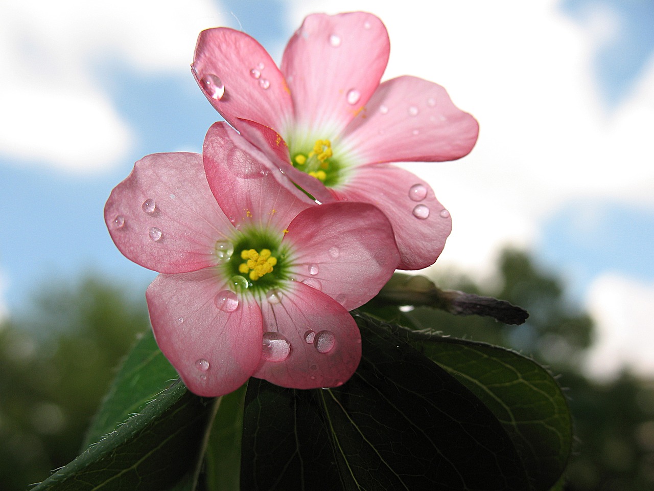 nature plant four leaf clover free photo