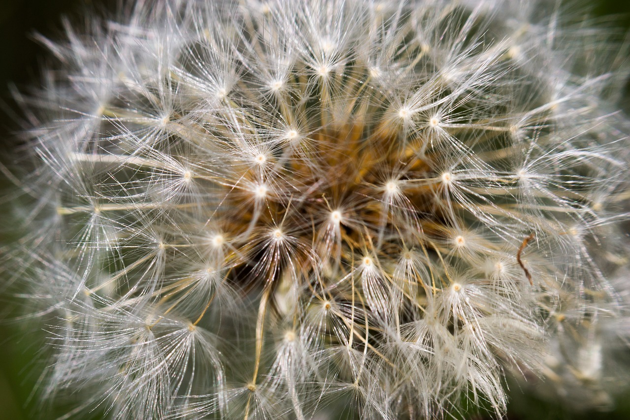 plant dandelion macro free photo