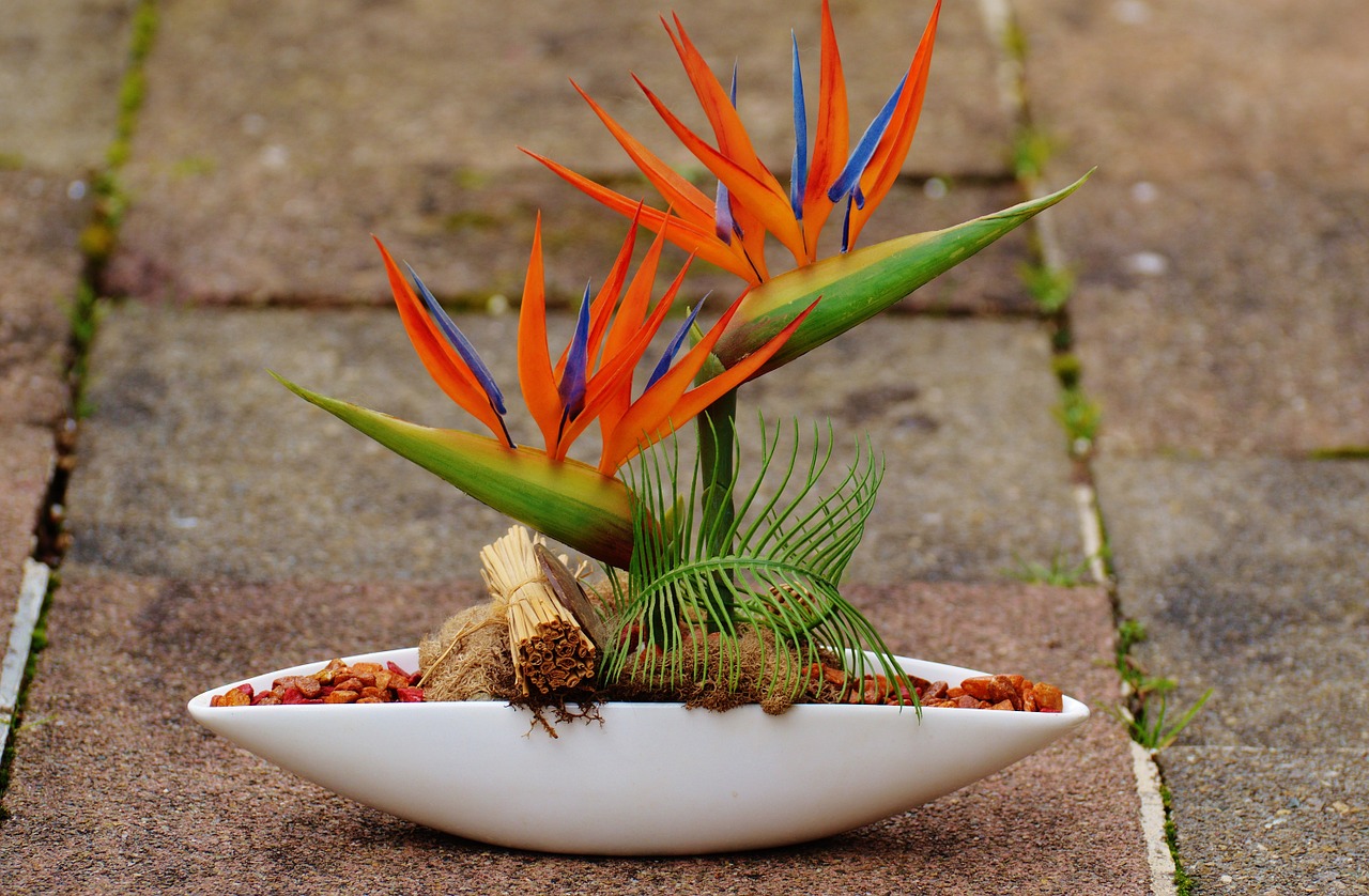 plant bird of paradise orange free photo