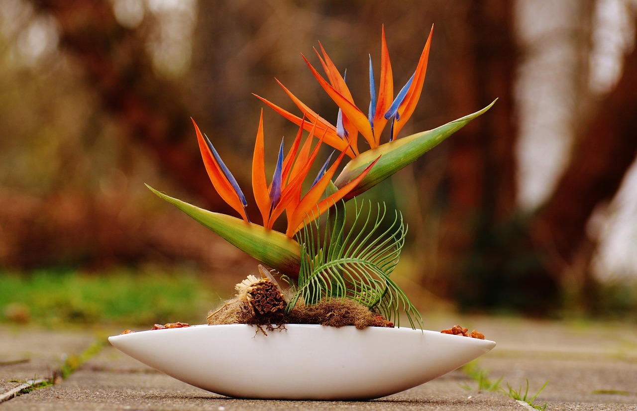 plant bird of paradise orange free photo