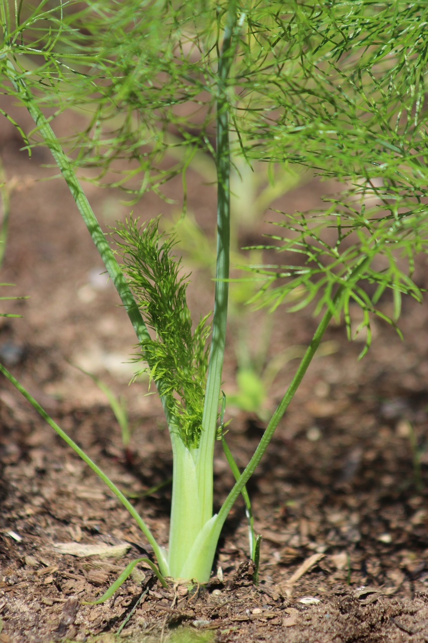 plant vegetable growing free photo