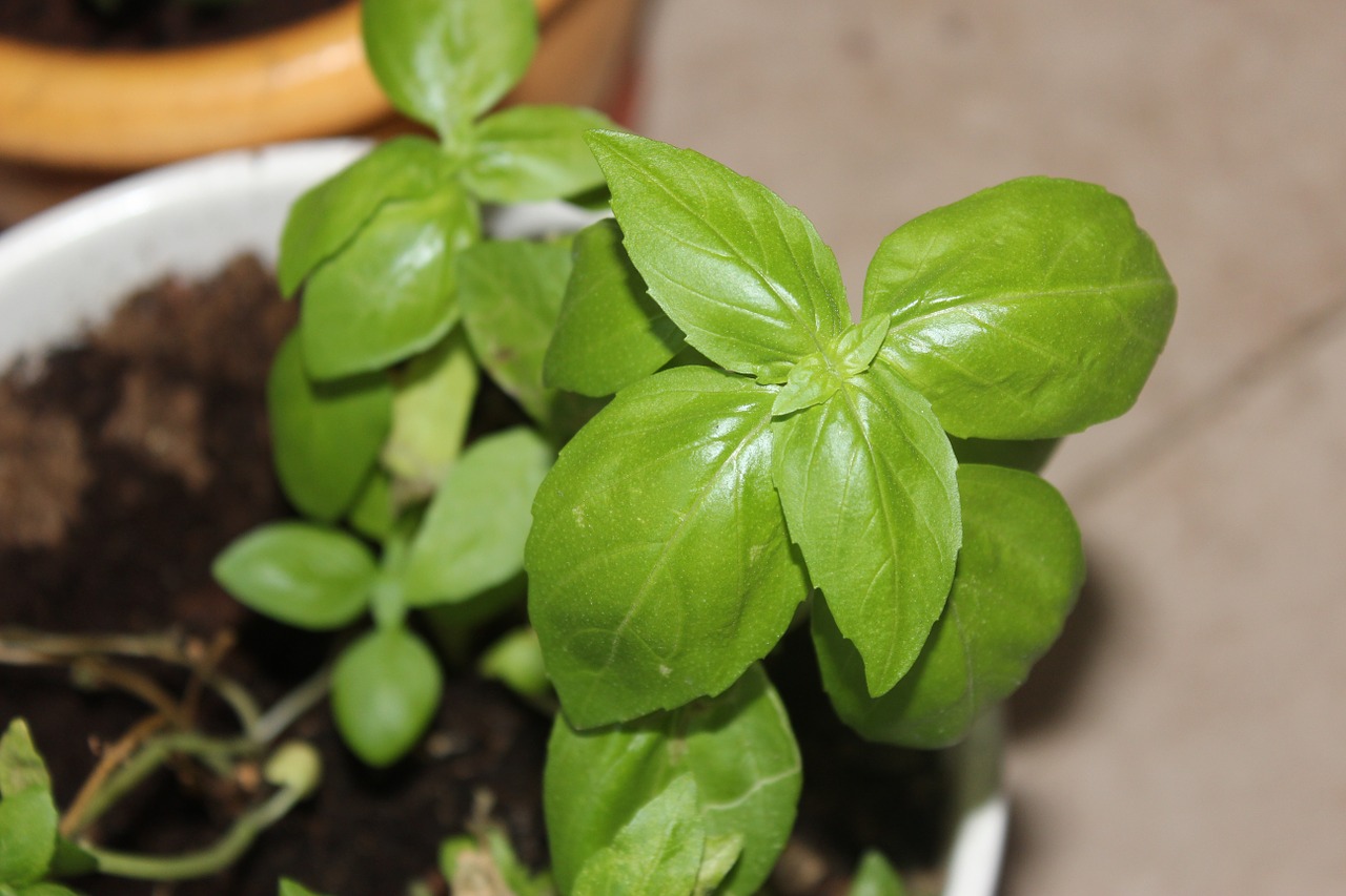 plant green basil free photo