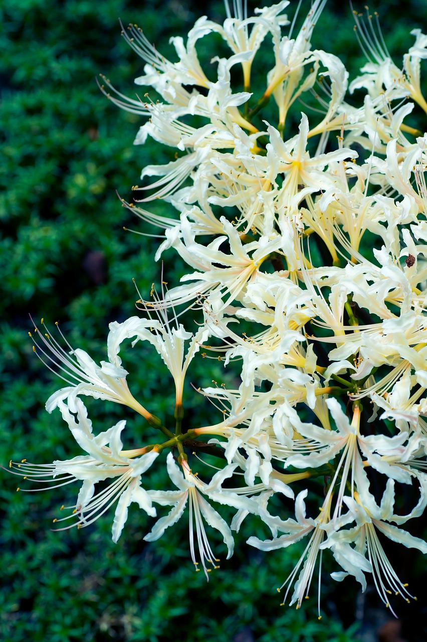 plant flowers japan free photo