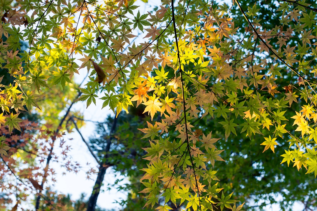 plant foliage japan free photo
