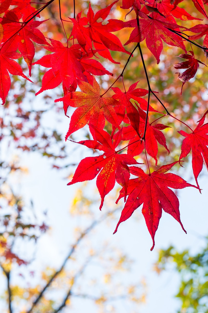 plant foliage japan free photo