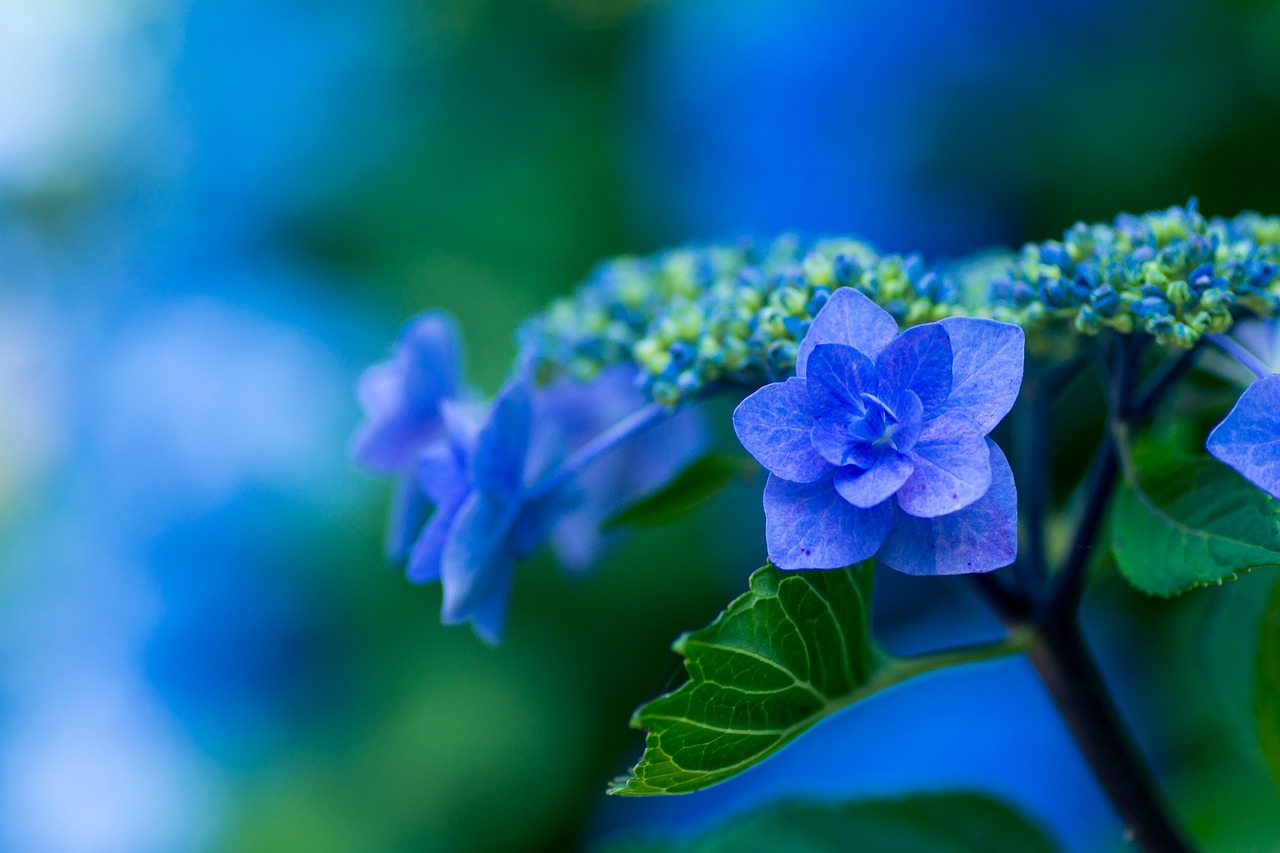 hydrangea blue petals plant free photo