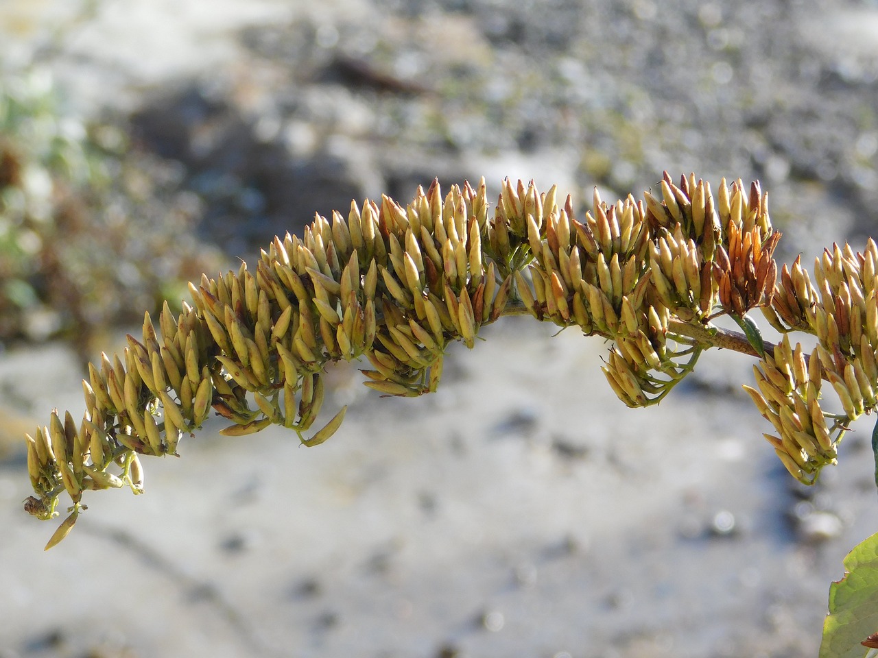 plant spain mediterranean free photo