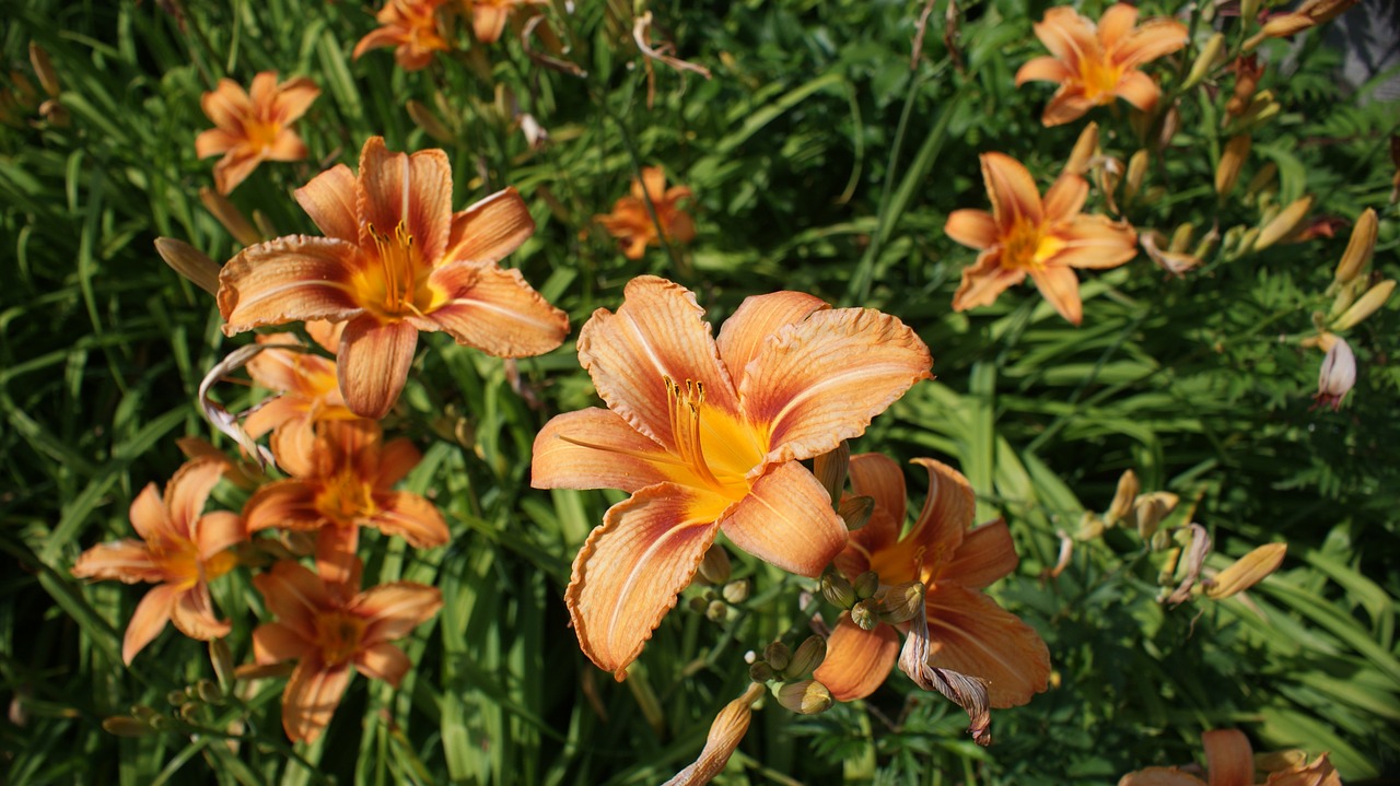 plant blossom bloom free photo