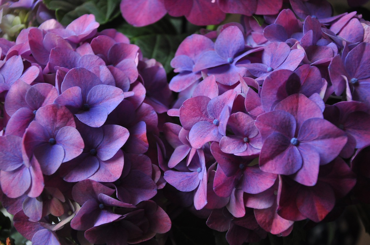 hydrangea plant violet free photo