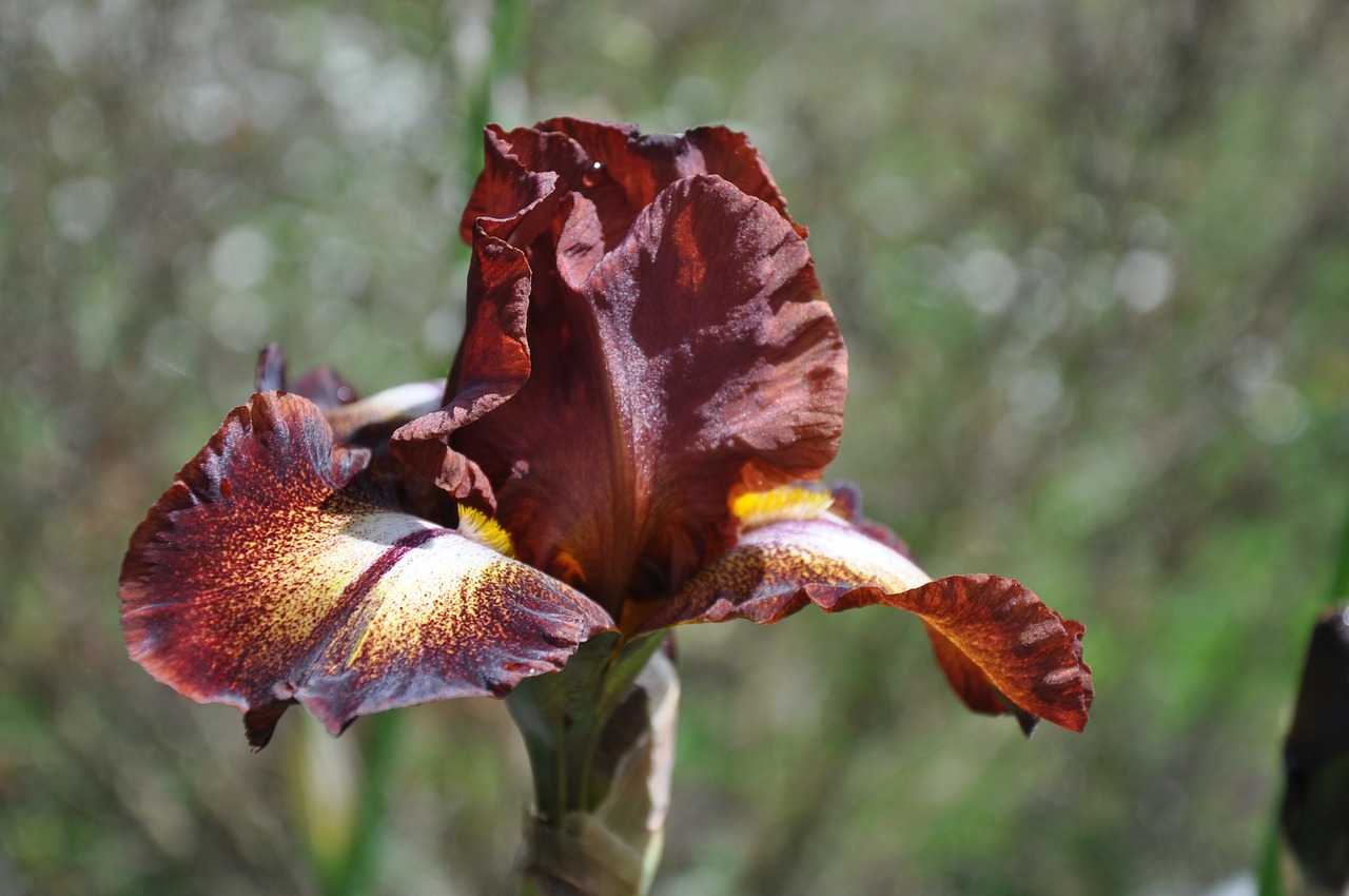 iris plant flower free photo