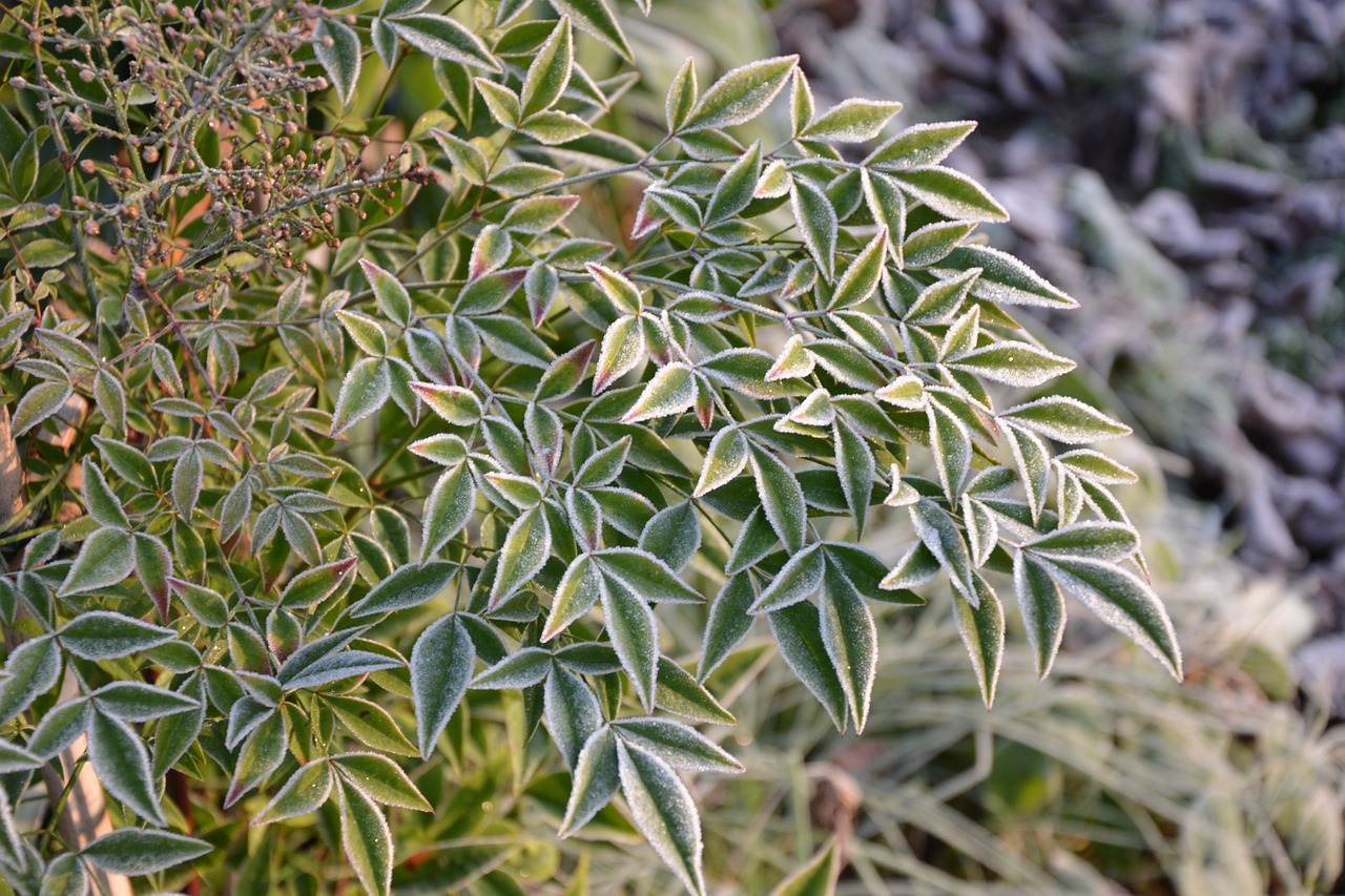 plant bamboo winter free photo