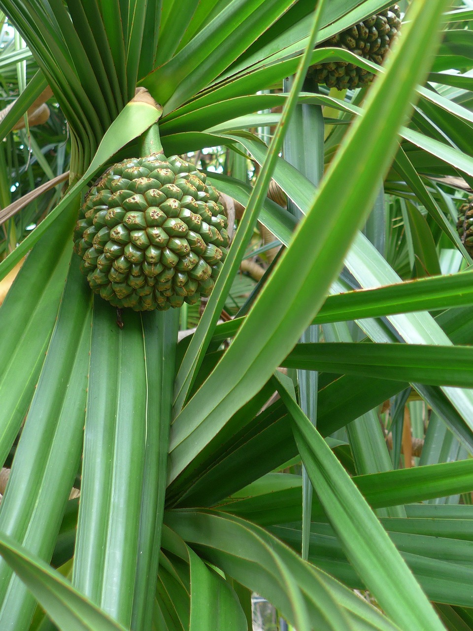 pandanus fruit exotic free photo