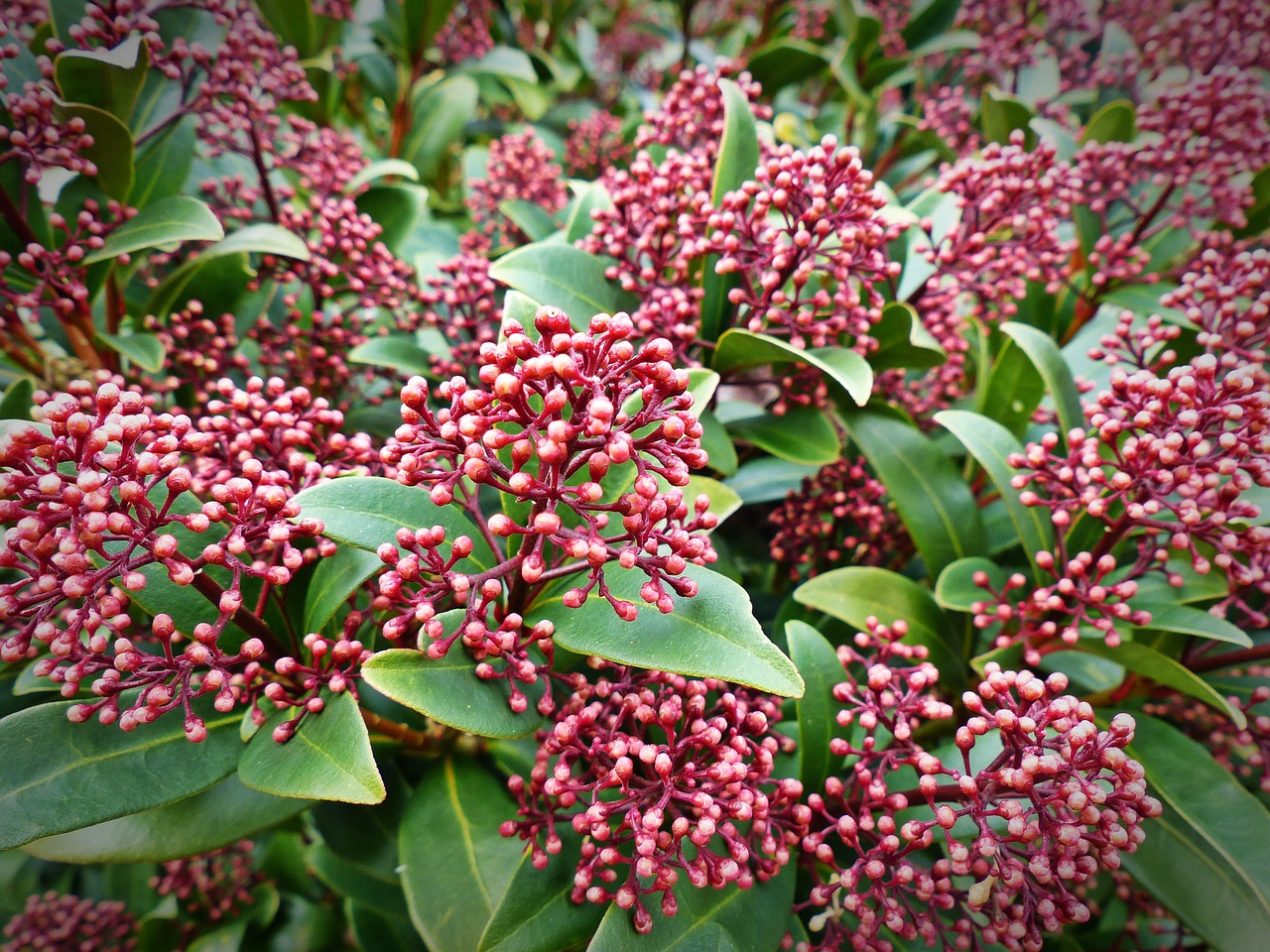 plant skimmia japonica berries free photo