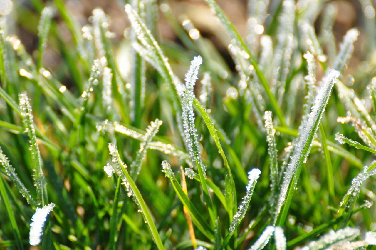 plant grass leaves free photo