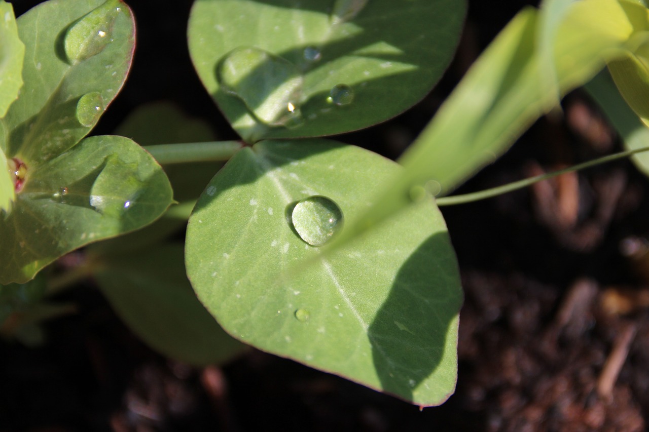 plant leaf dew free photo