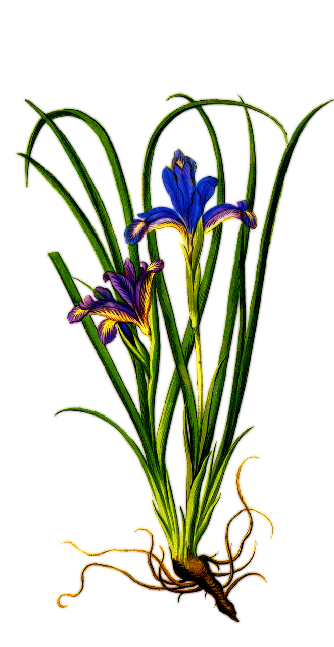 plant iris purple free photo