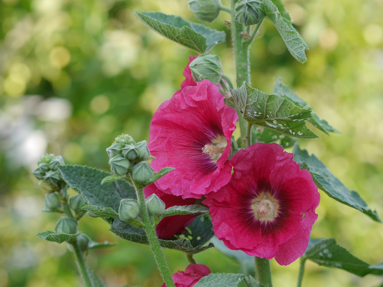 plant blossom bloom free photo