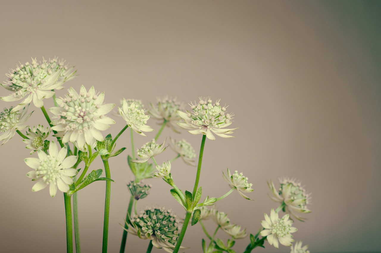 plant flowers spring free photo