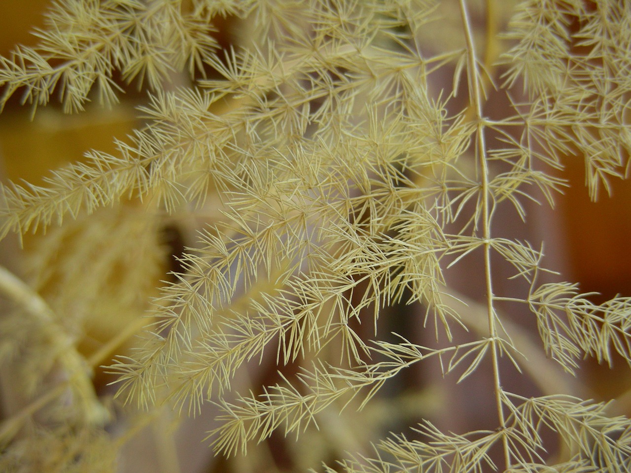 plant dry autumn free photo