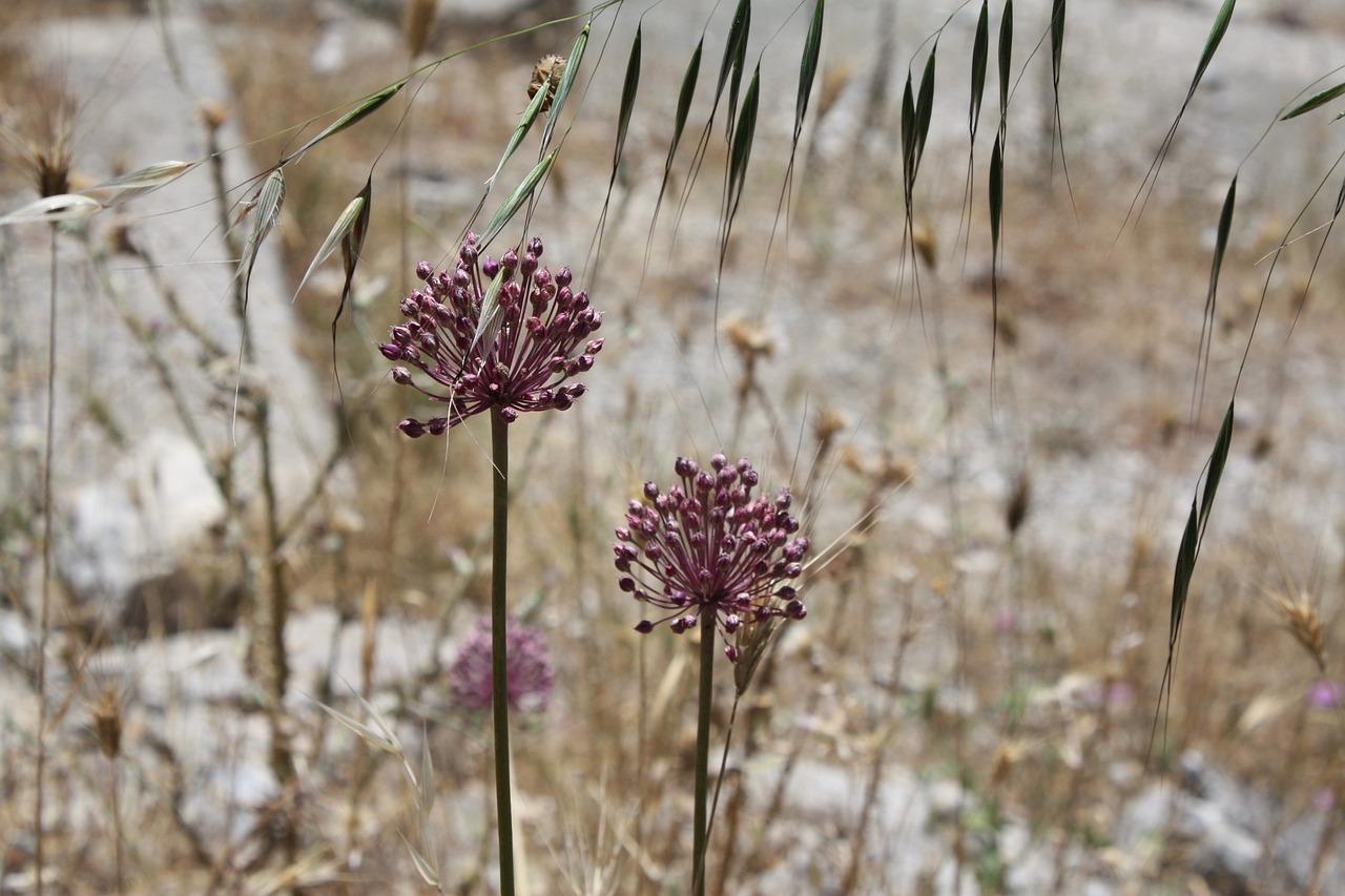 plant flower nature free photo