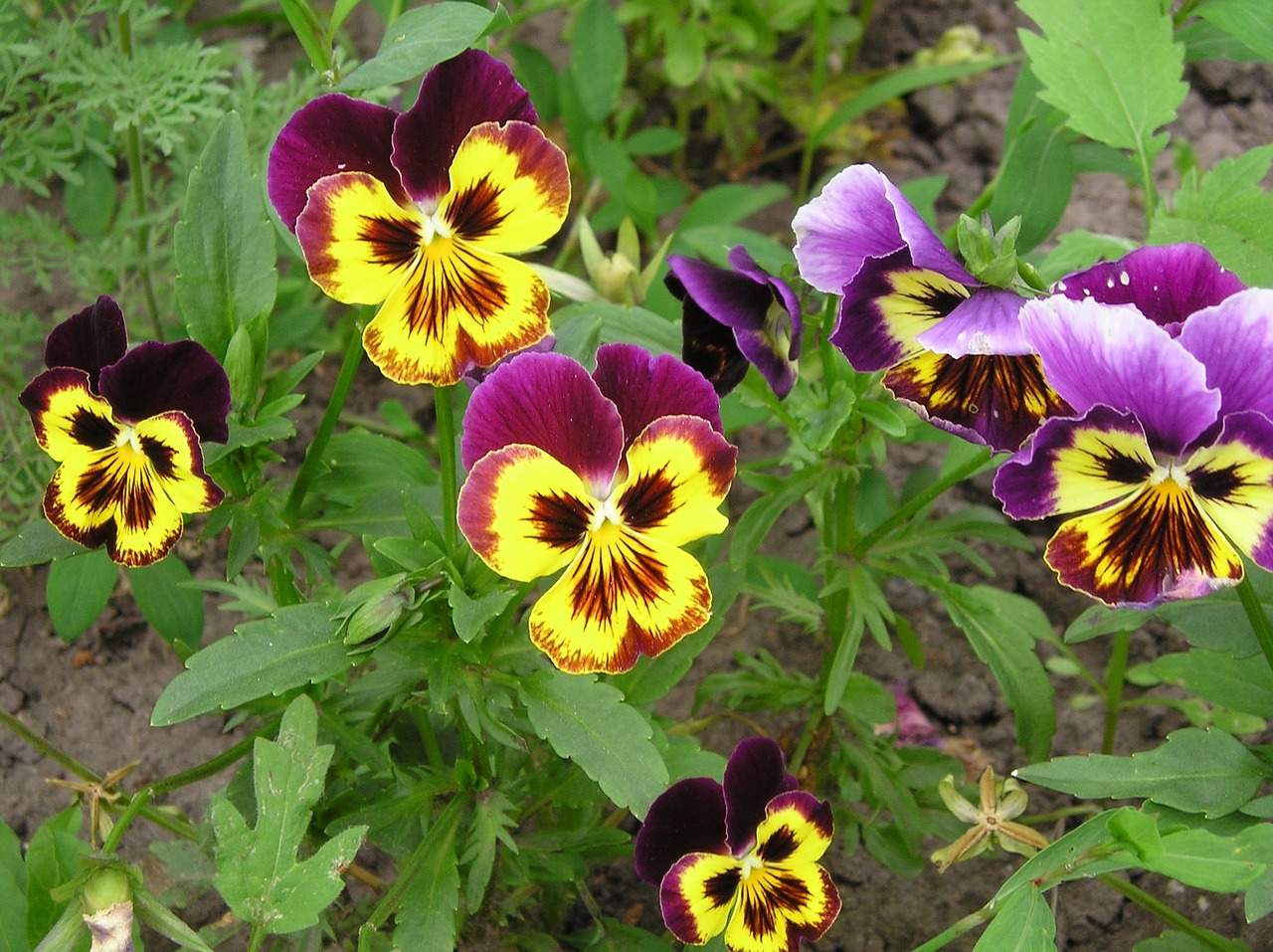 flowers pansies plants free photo