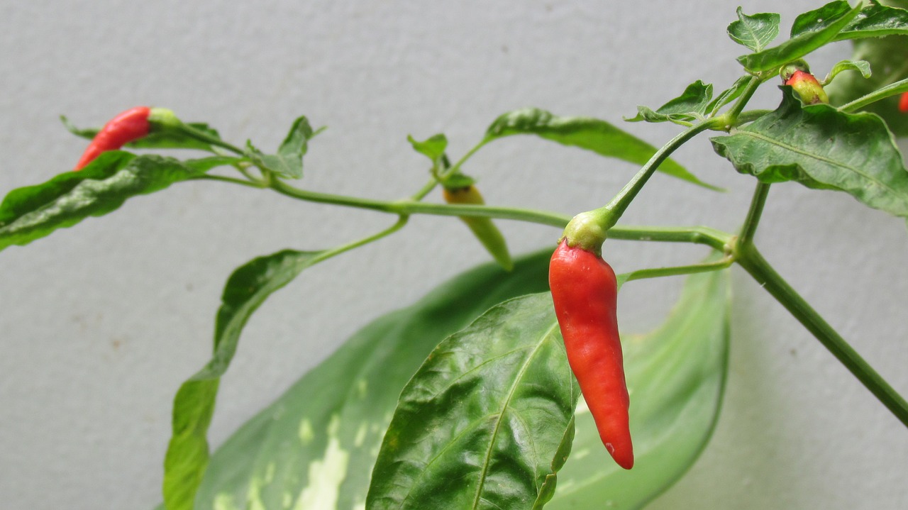 plant food spicy free photo