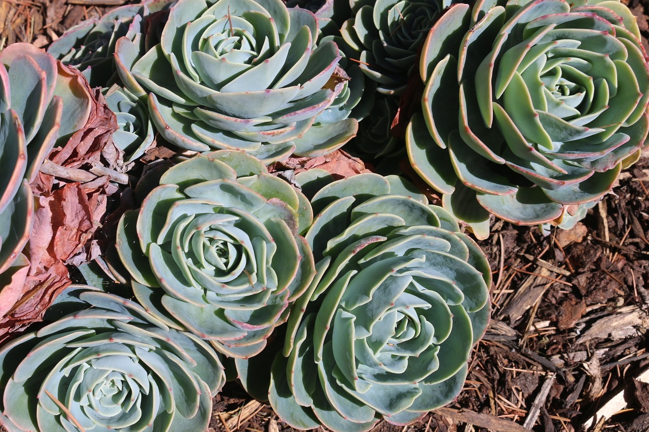 plant outdoor succulent free photo