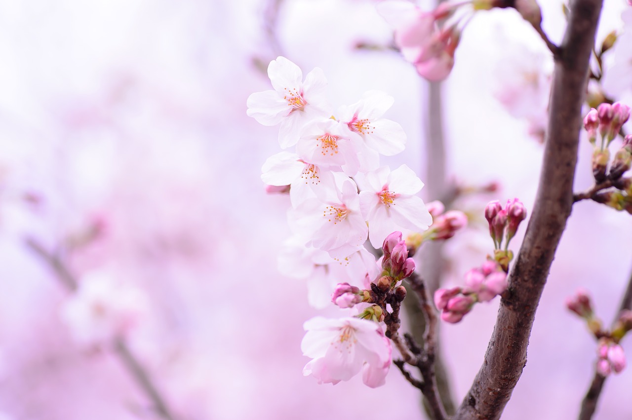 plant spring flowers free photo