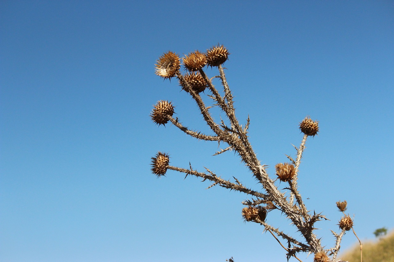 plant mountain desert free photo