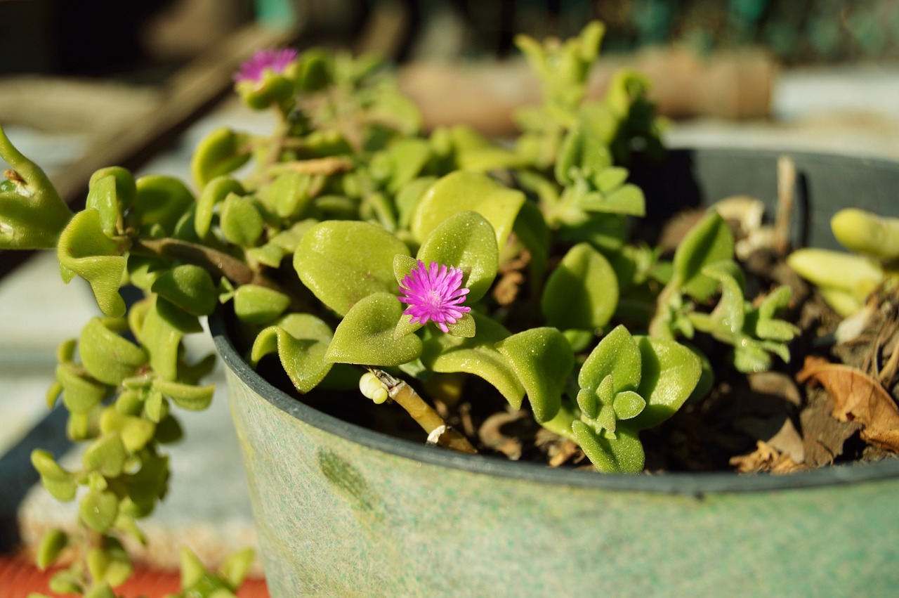 plant flowerpot crock free photo