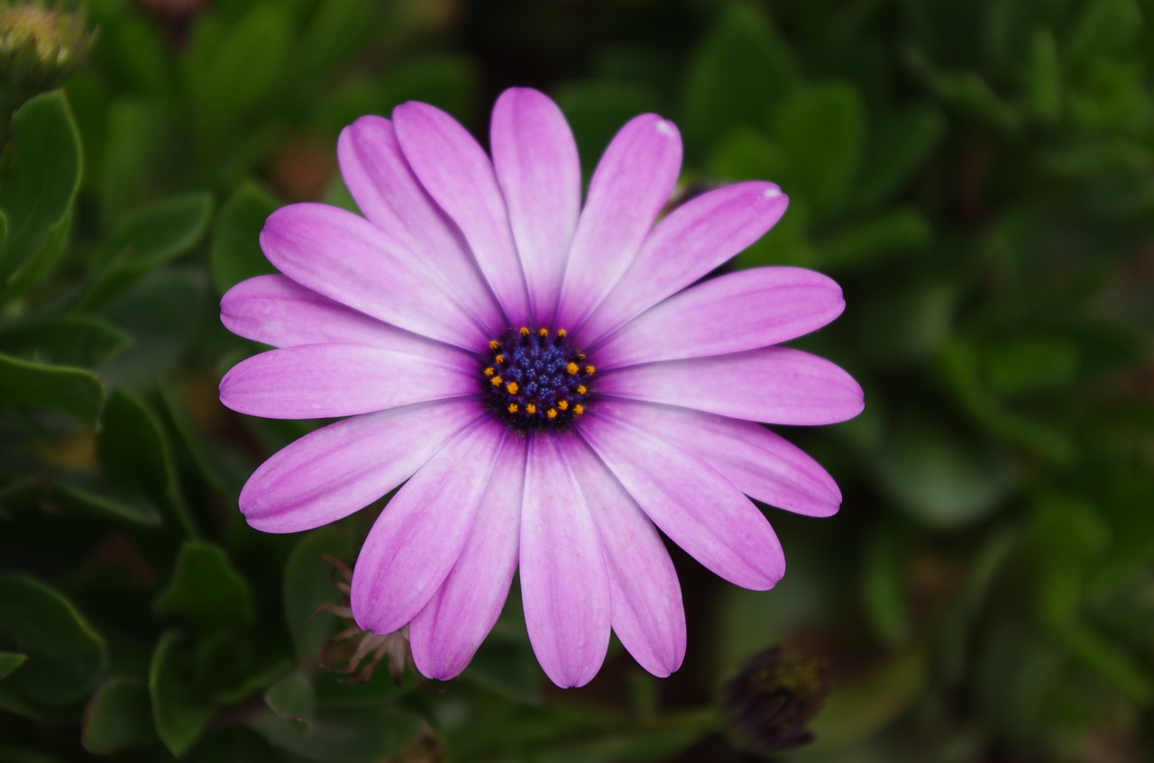 plant flower gerbera free photo