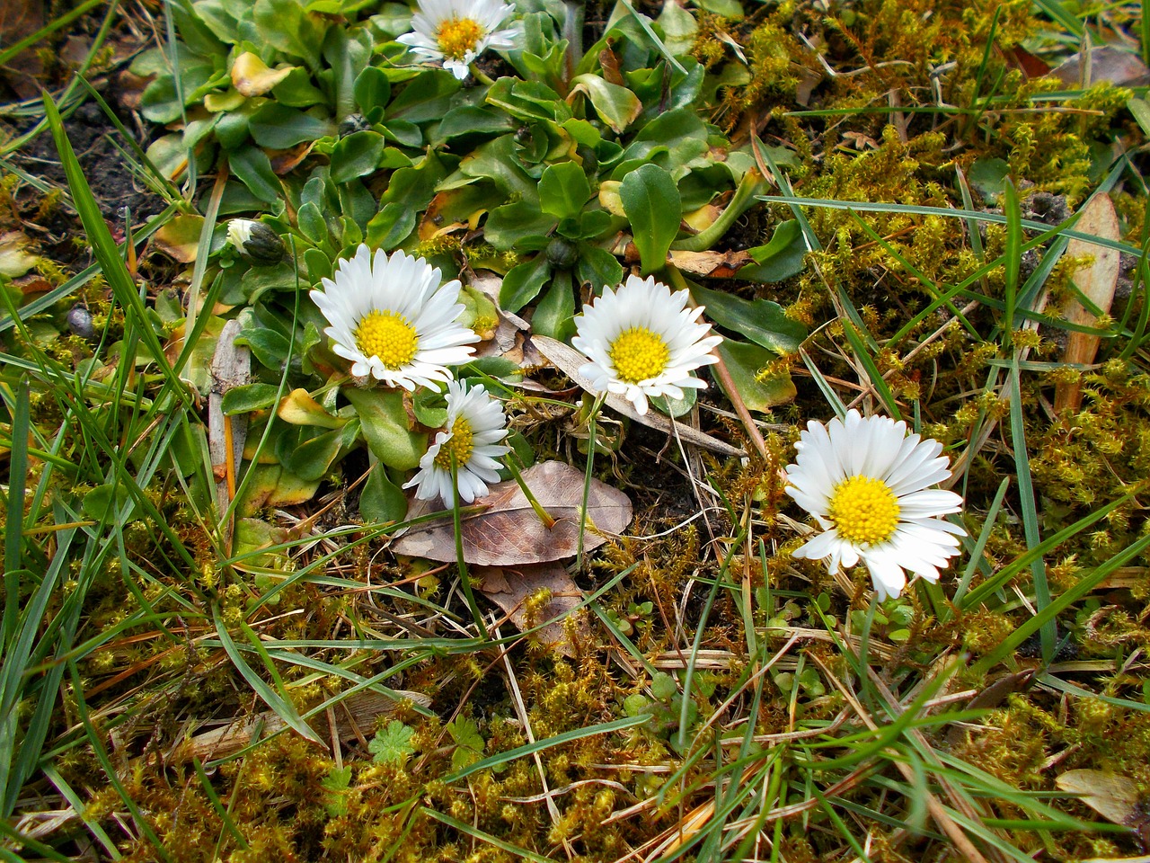 plant green nature free photo