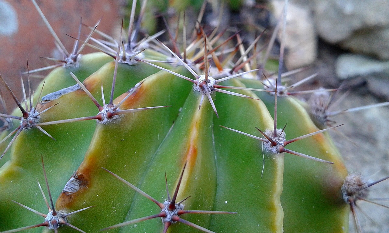 plant desert cactus free photo