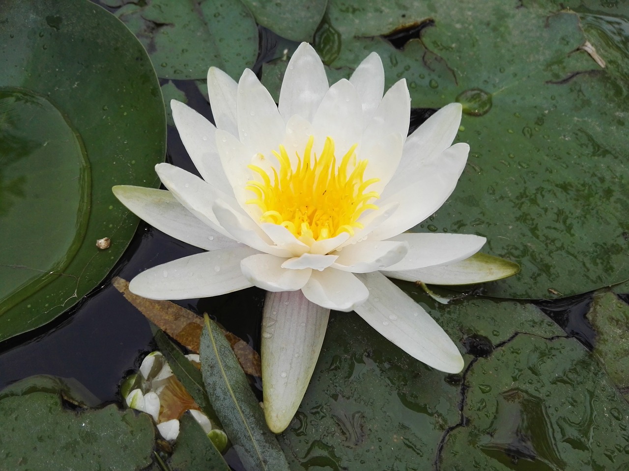 plant flowers lotus free photo