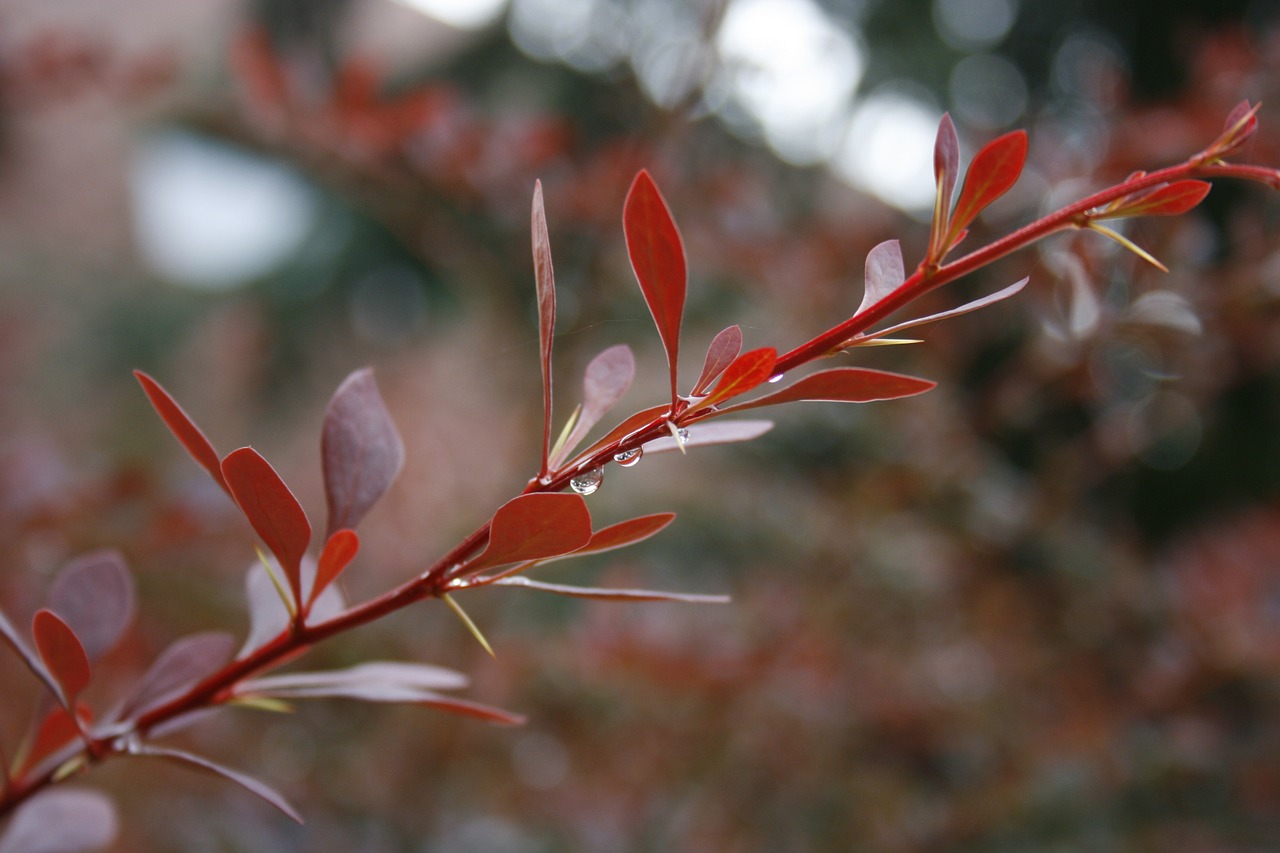 plant bush red free photo