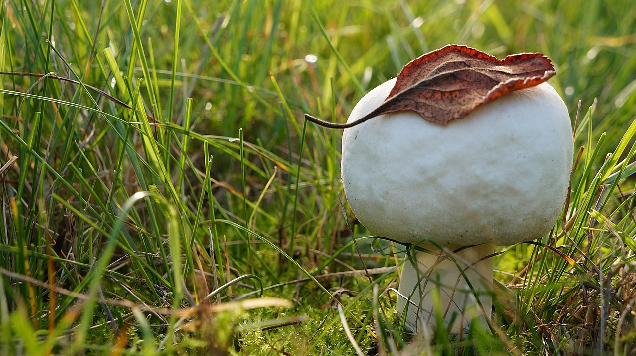 plant mushroom leaf free photo