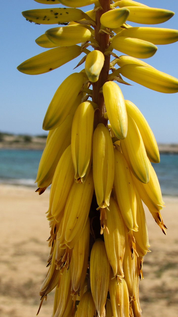 aloe vera plant flowers free photo