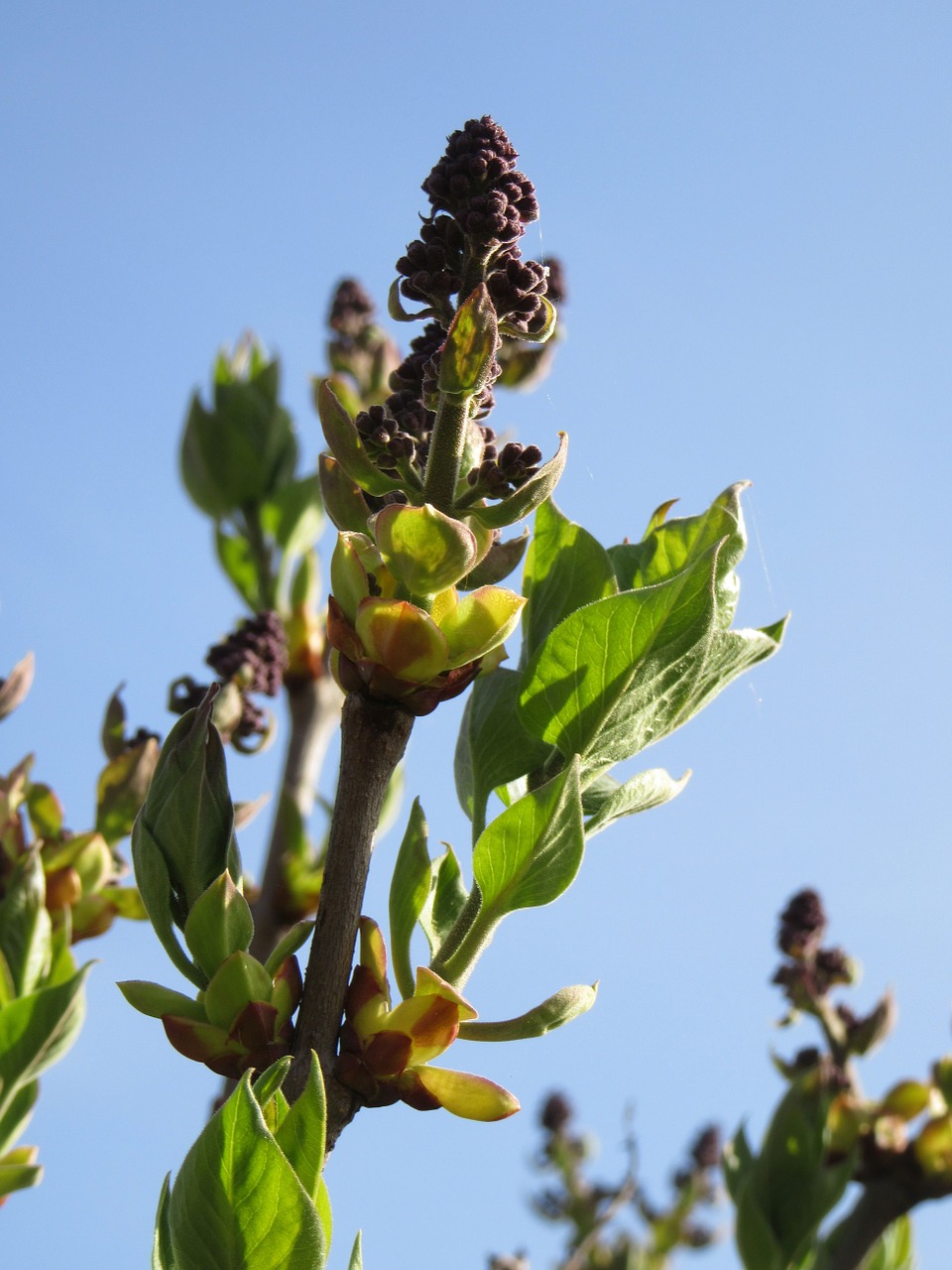 plant sky green free photo