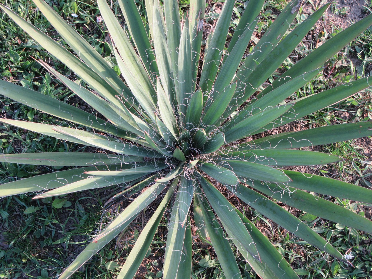 green nature cactus free photo