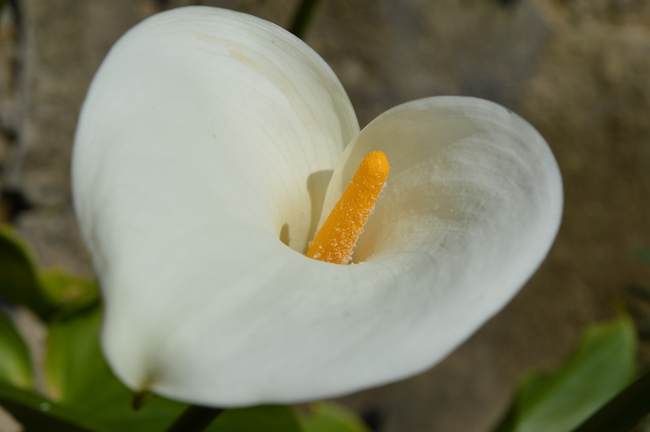 plant flowers arum free photo