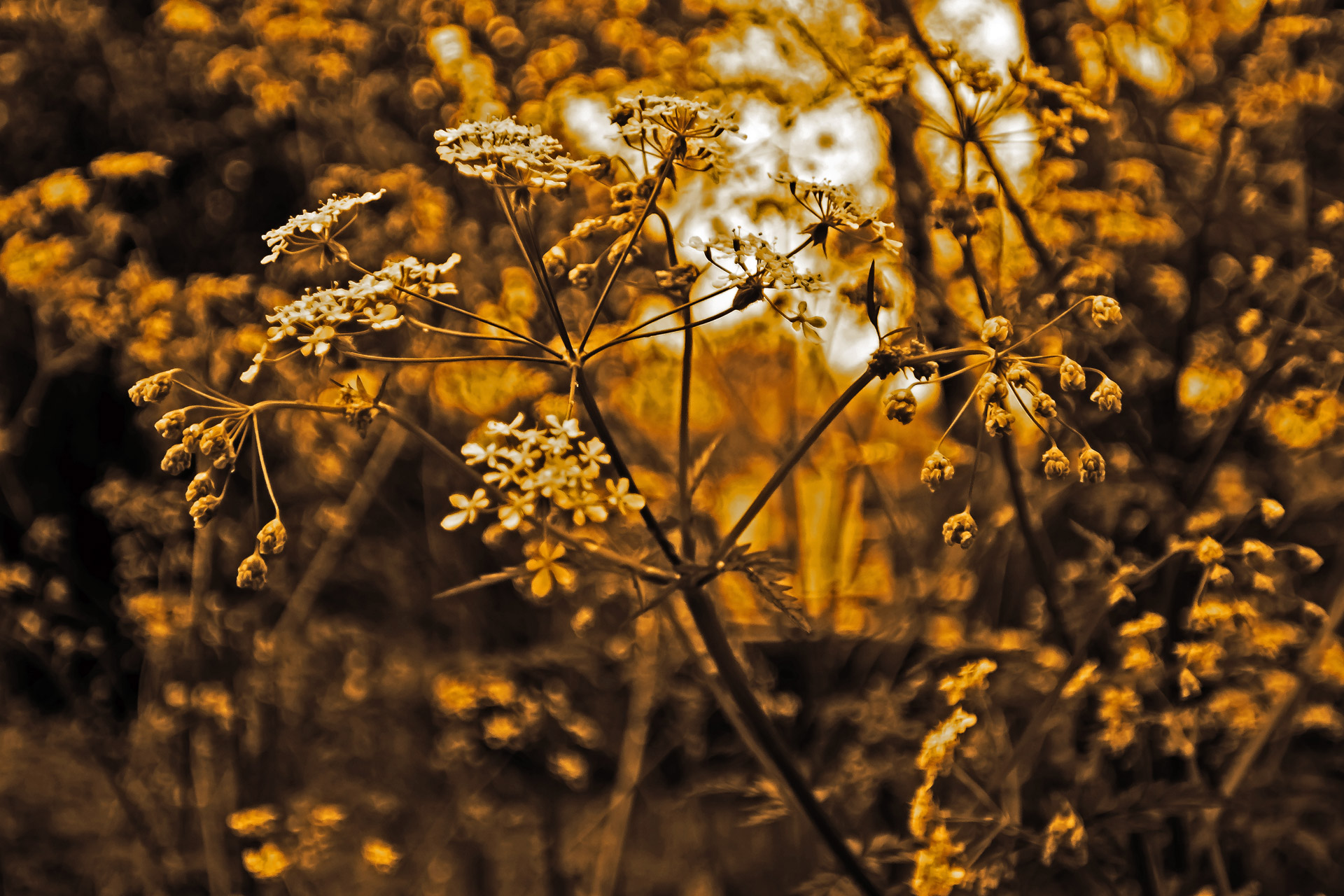 plant-macro-nature-seasons-spring-free-image-from-needpix