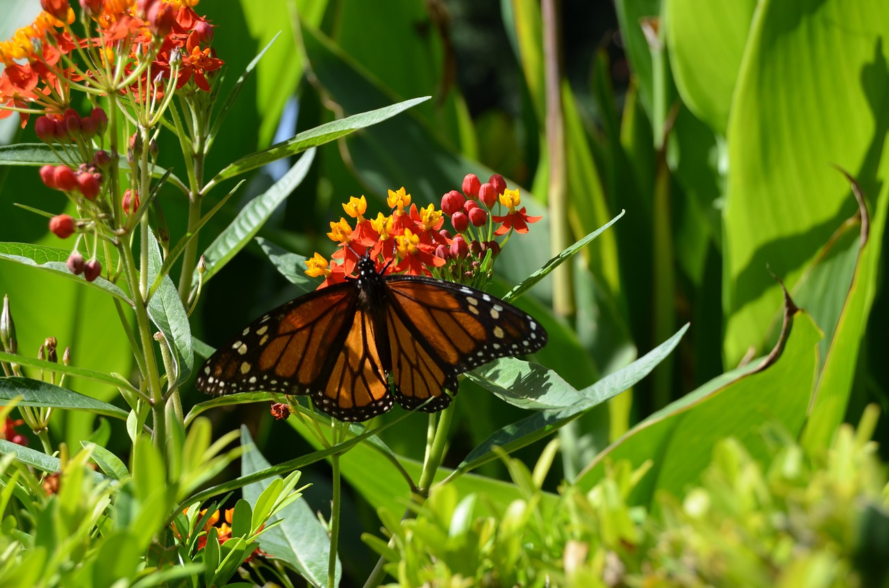 plant vegetation flower free photo