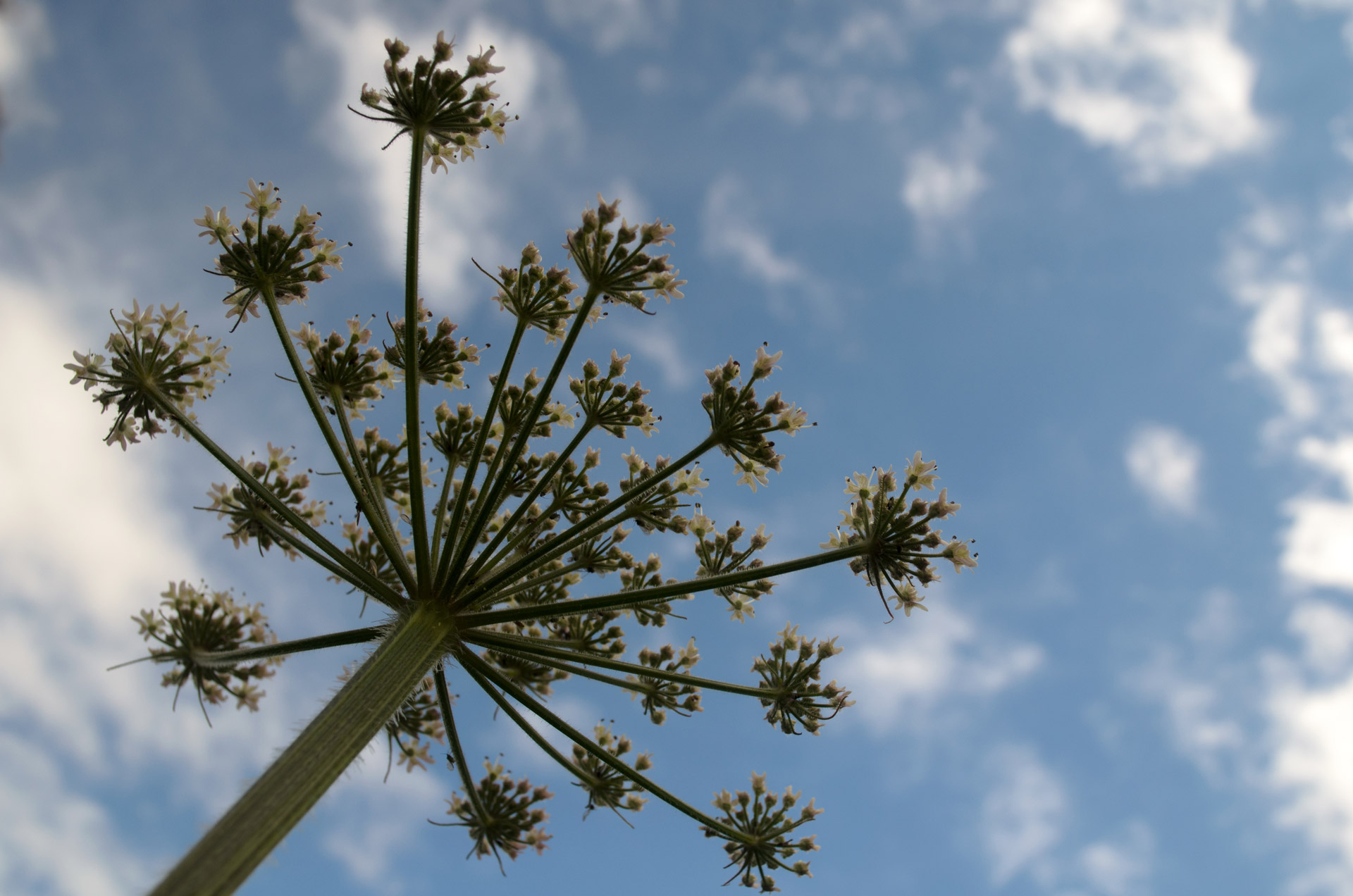 plant macro garden free photo