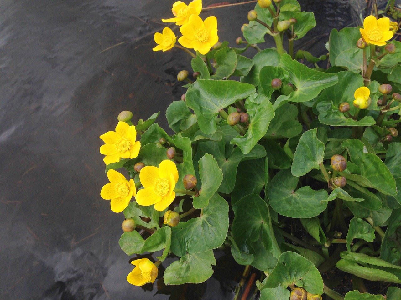 plant yellow flowers free photo